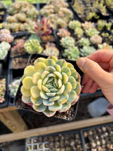 Load image into Gallery viewer, Echeveria Lemon Berry variegated - April Farm/Rare Succulents