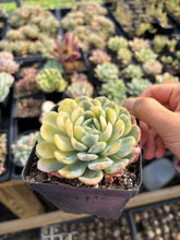 Load image into Gallery viewer, Echeveria Lemon Berry variegated - April Farm/Rare Succulents