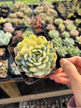 Load image into Gallery viewer, Echeveria Lemon Berry variegated - April Farm/Rare Succulents