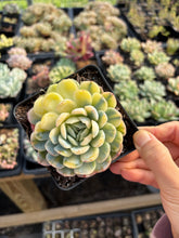 Load image into Gallery viewer, Echeveria Lemon Berry variegated - April Farm/Rare Succulents