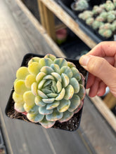 Load image into Gallery viewer, Echeveria Lemon Berry variegated - April Farm/Rare Succulents