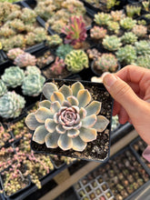 Load image into Gallery viewer, Echeveria Variegated Tiny Burger - April Farm/Rare Succulent