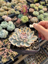 Load image into Gallery viewer, Echeveria Variegated Tiny Burger - April Farm/Rare Succulent