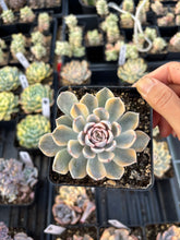 Load image into Gallery viewer, Echeveria Variegated Tiny Burger - April Farm/Rare Succulent