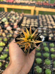 Haworthia variegated Ivory - April Farm/Rare Succulents