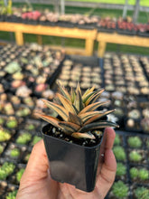 Load image into Gallery viewer, Haworthia variegated Ivory - April Farm/Rare Succulents