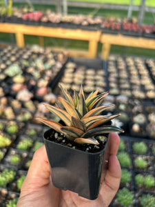 Haworthia variegated Ivory - April Farm/Rare Succulents