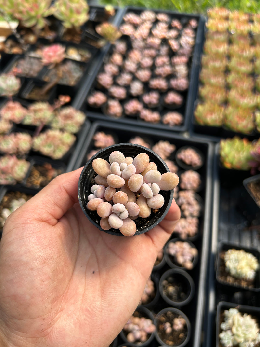 Graptopetalum Amethystinum mini cluster - April Farm/Rare Succulent