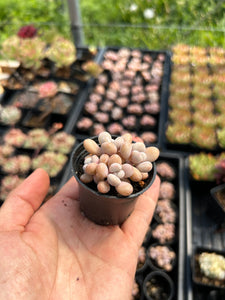 Graptopetalum Amethystinum mini cluster - April Farm/Rare Succulent