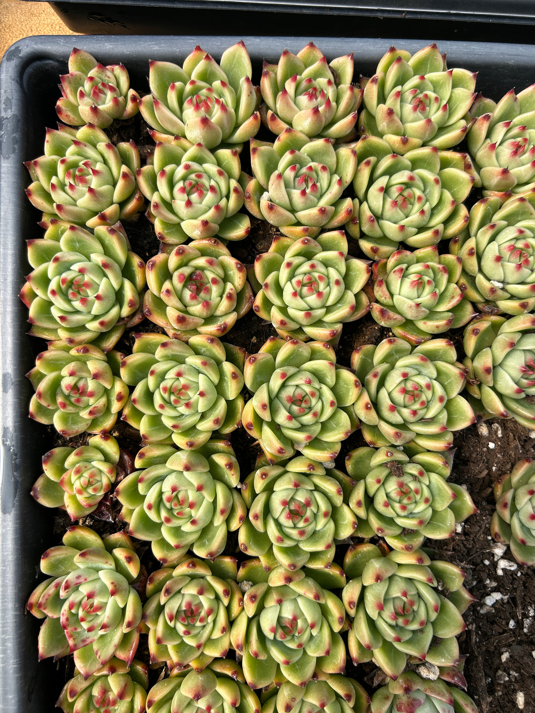 succulent dragon plant Echeveria Blue Dragon