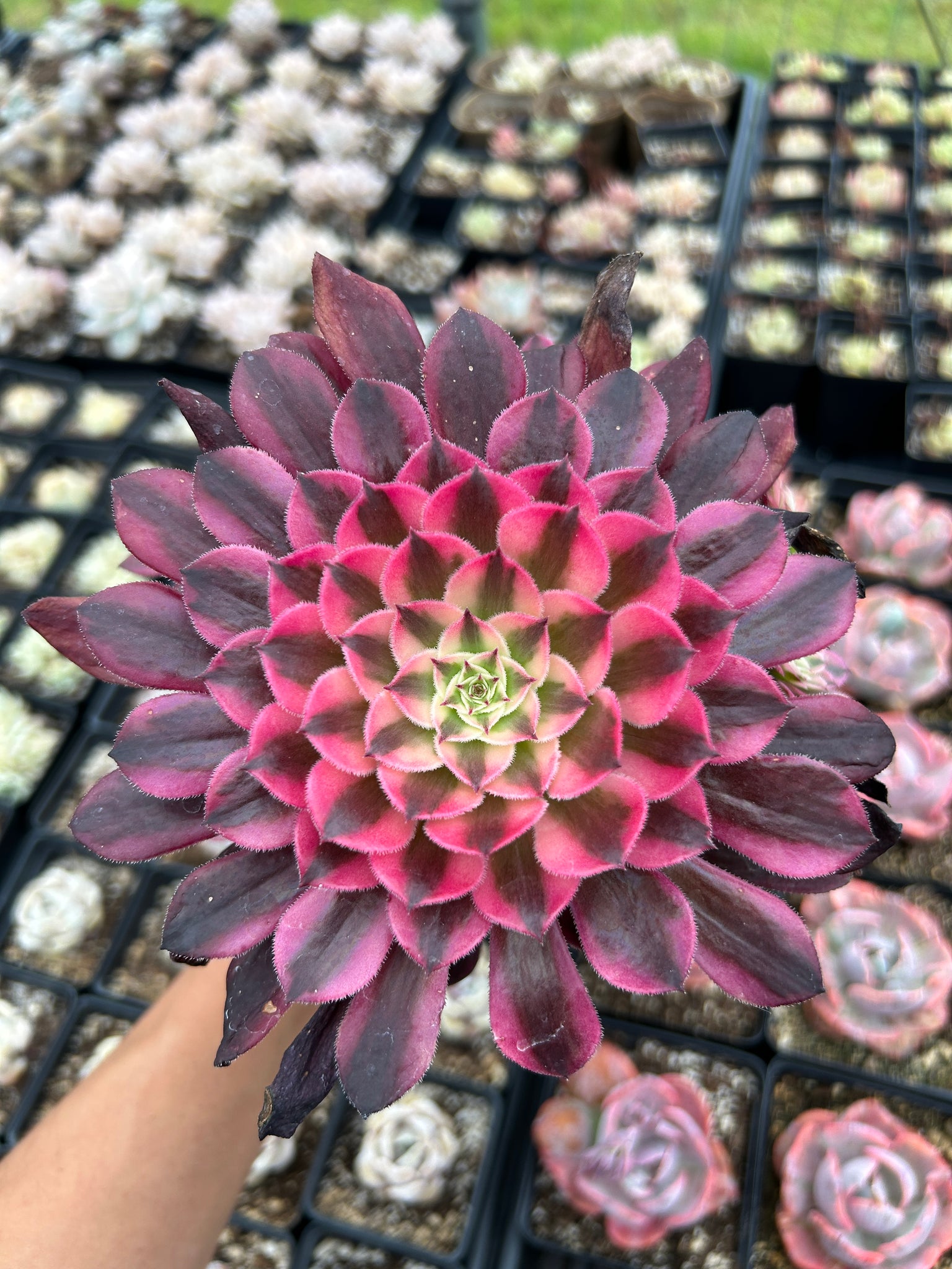 succulent mardi gras Aeonium Mardi Grass cluster