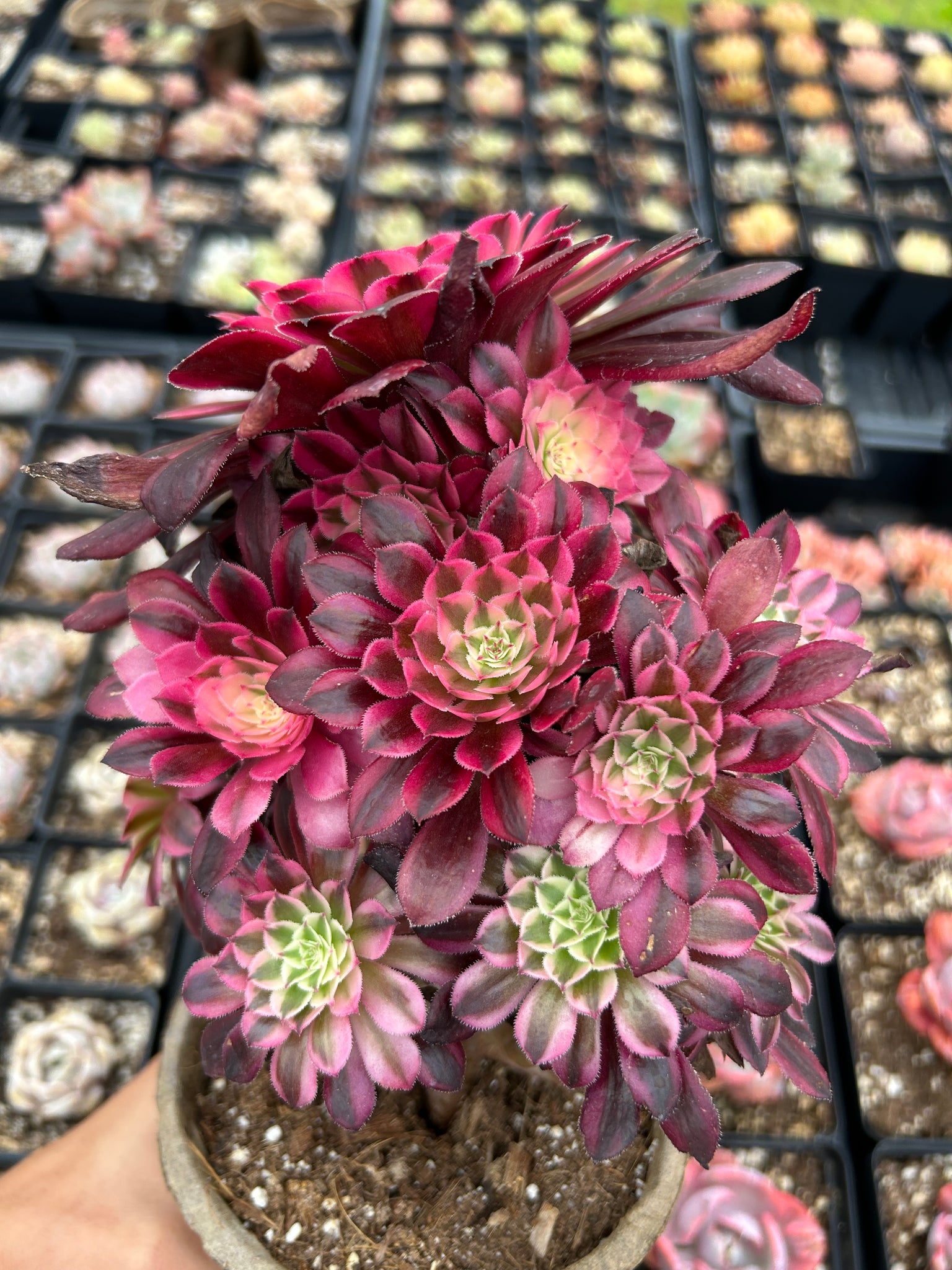 succulent grass plant Aeonium Mardi Grass cluster