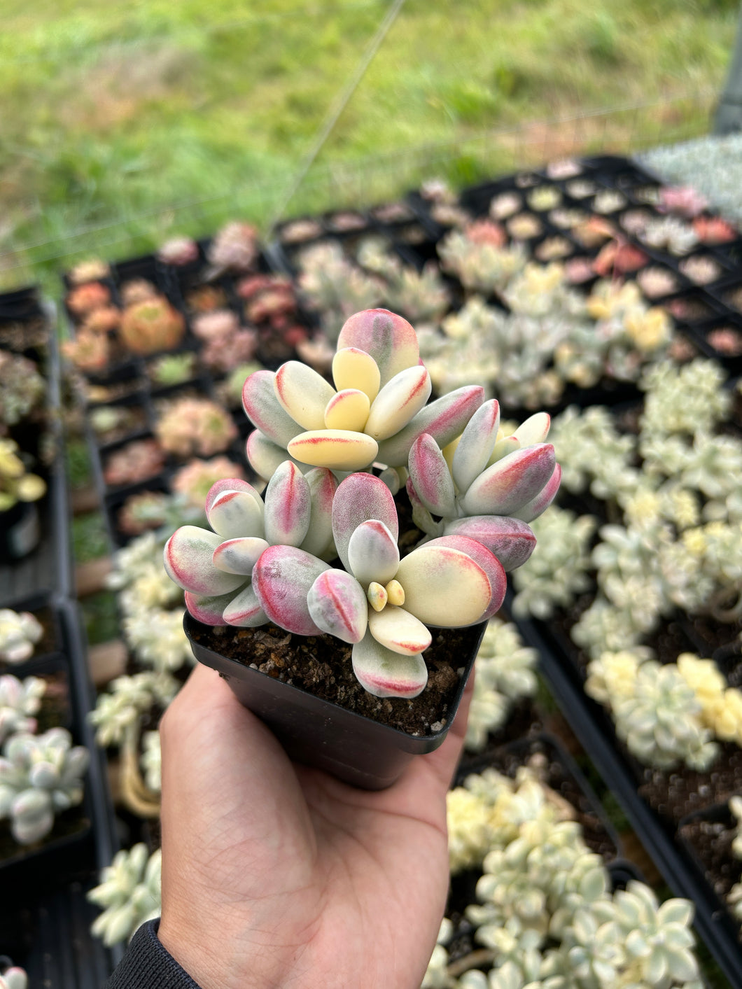 Rounded cotyledon orbiculata varigated (2) - April Farm/Rare Succulents