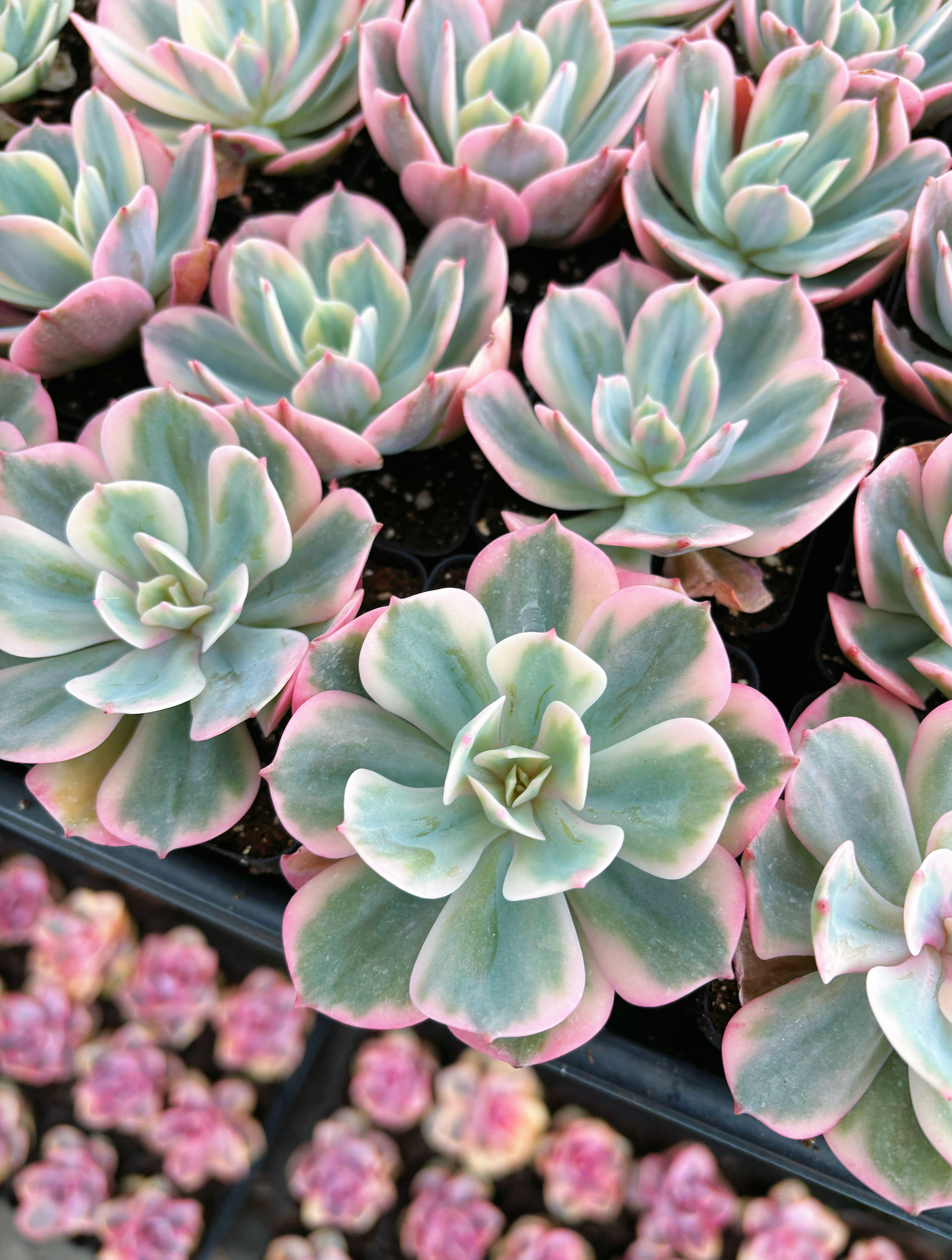 unusual succulents australia Echeveria Secunda variegated