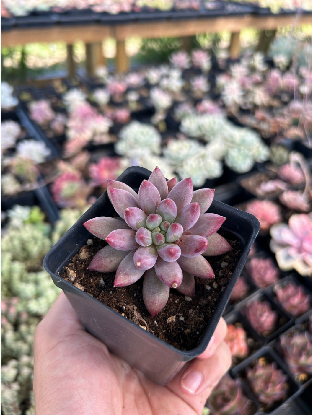 xPachyveria 'Angel's Finger' - April Farm/Rare Succulents