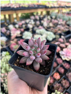 xPachyveria 'Angel's Finger' - April Farm/Rare Succulents