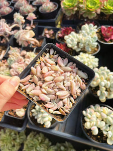 20 x Graptopetalum G. Mirinae/Mendozae Leaves - April Farm/Rare Succulents