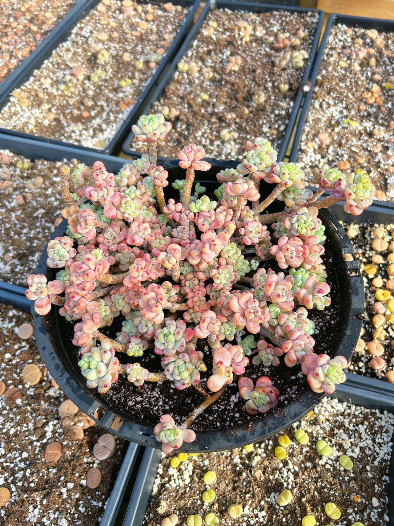 sedum succulent pink Sedum Pink Clavatum Giant Cluster (cluster may fall apart)