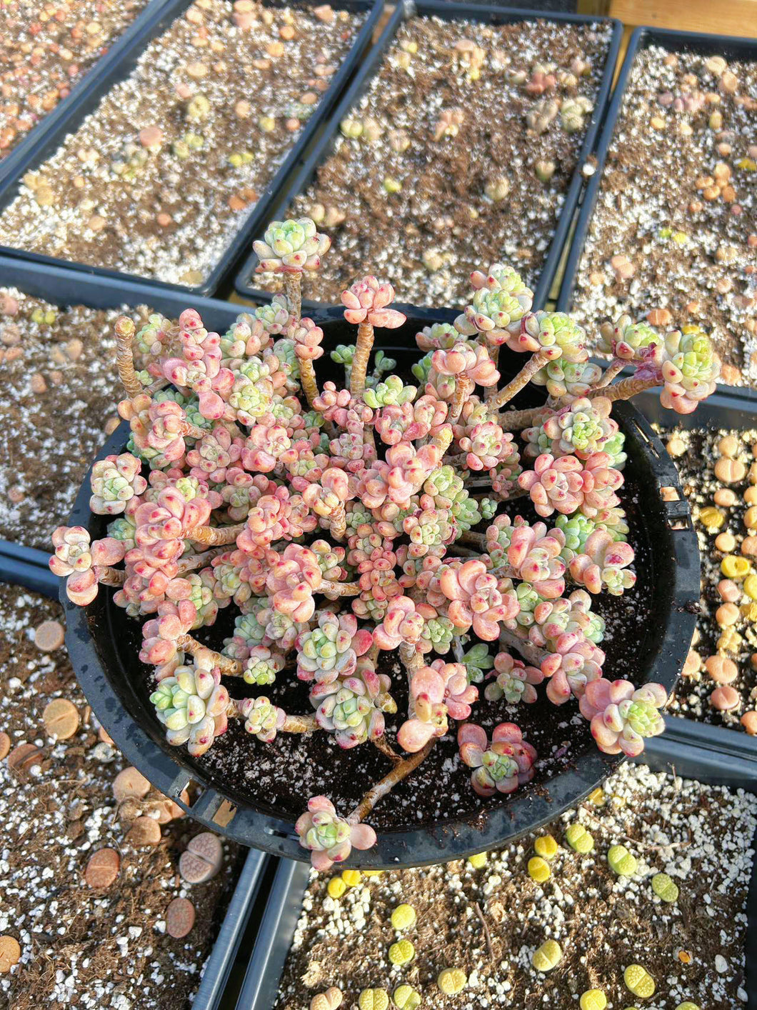 clavatum succulent Sedum Pink Clavatum Giant Cluster (cluster may fall apart)