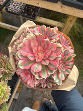 Load image into Gallery viewer, Valentine&#39;s Day gift - Aeonium Pink Witch Bouquet
