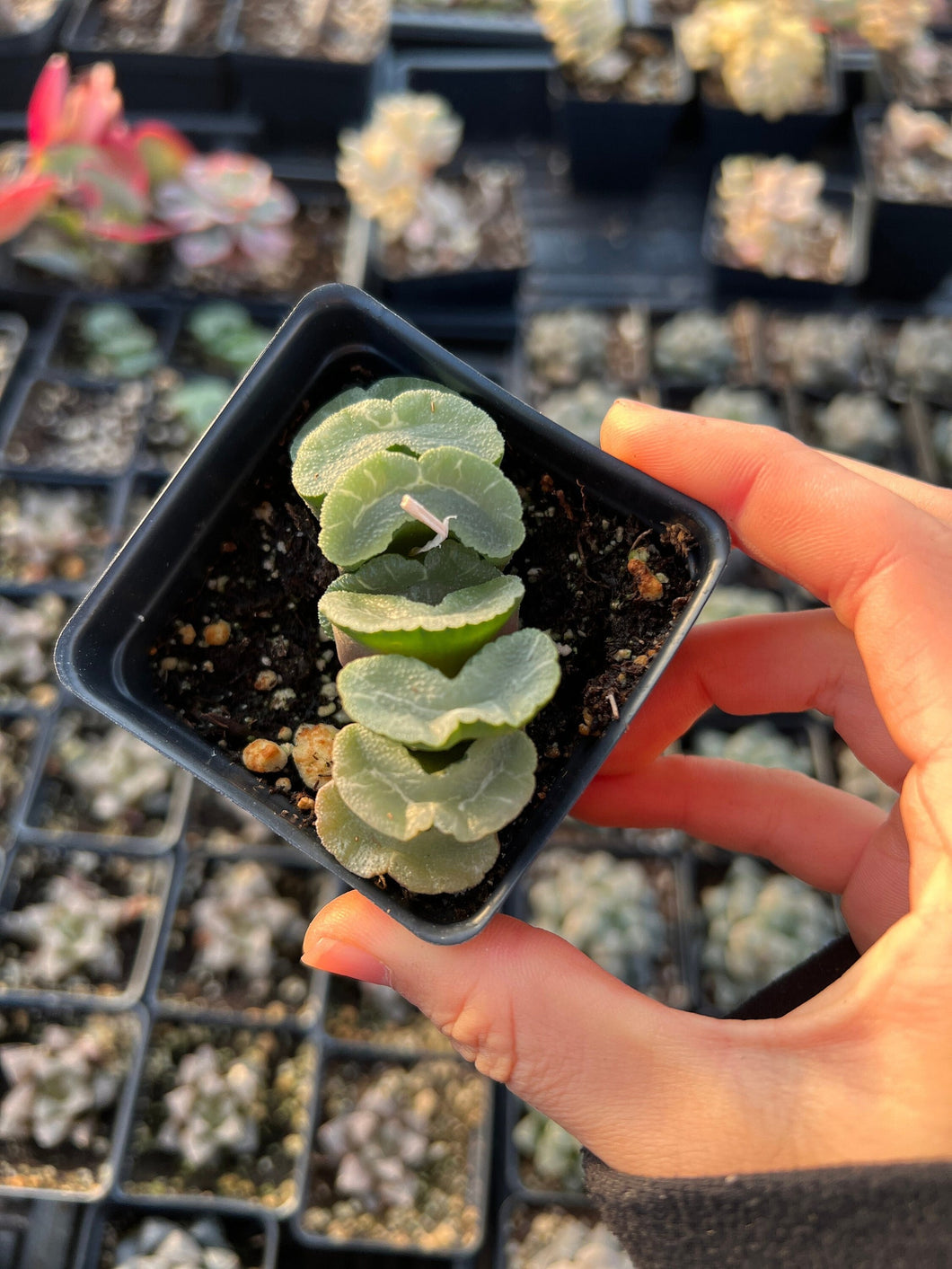 Haworthia Truncata waxy - April Farm/Rare Succulents