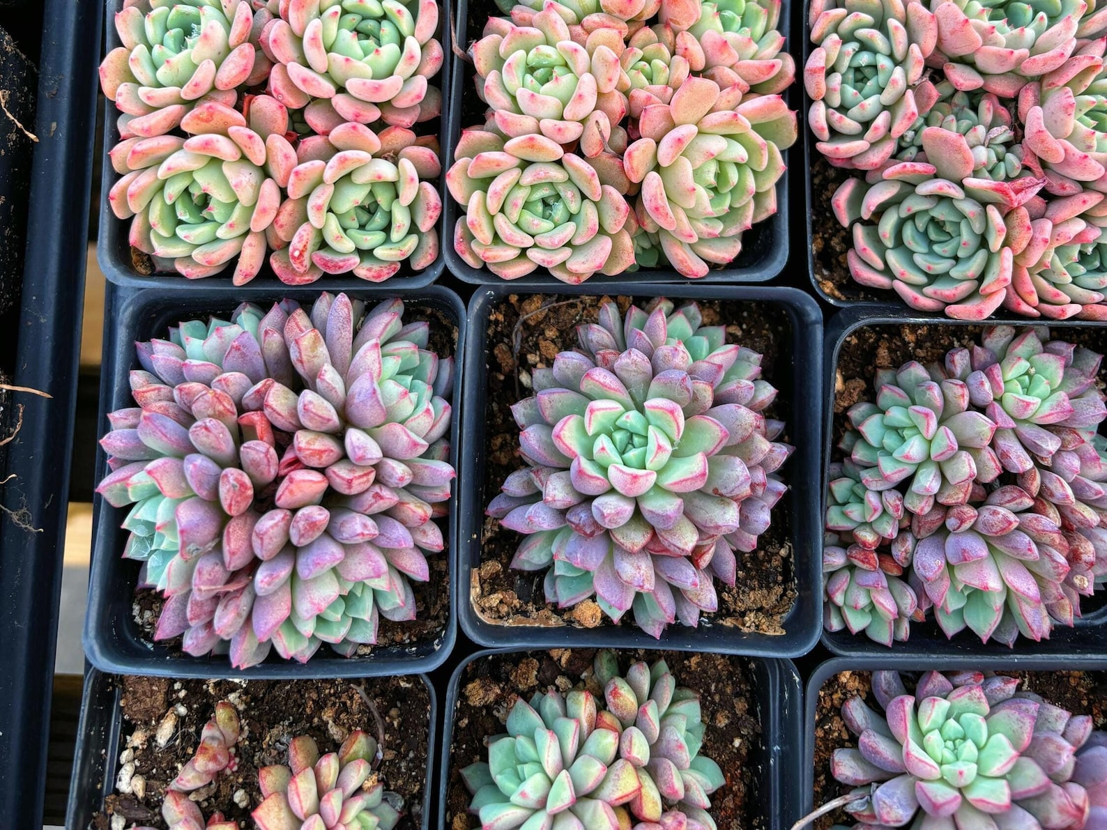 rare blue succulents Echeveria Subcorymbosa 030 aka Blue Sapphire (mini succulent)