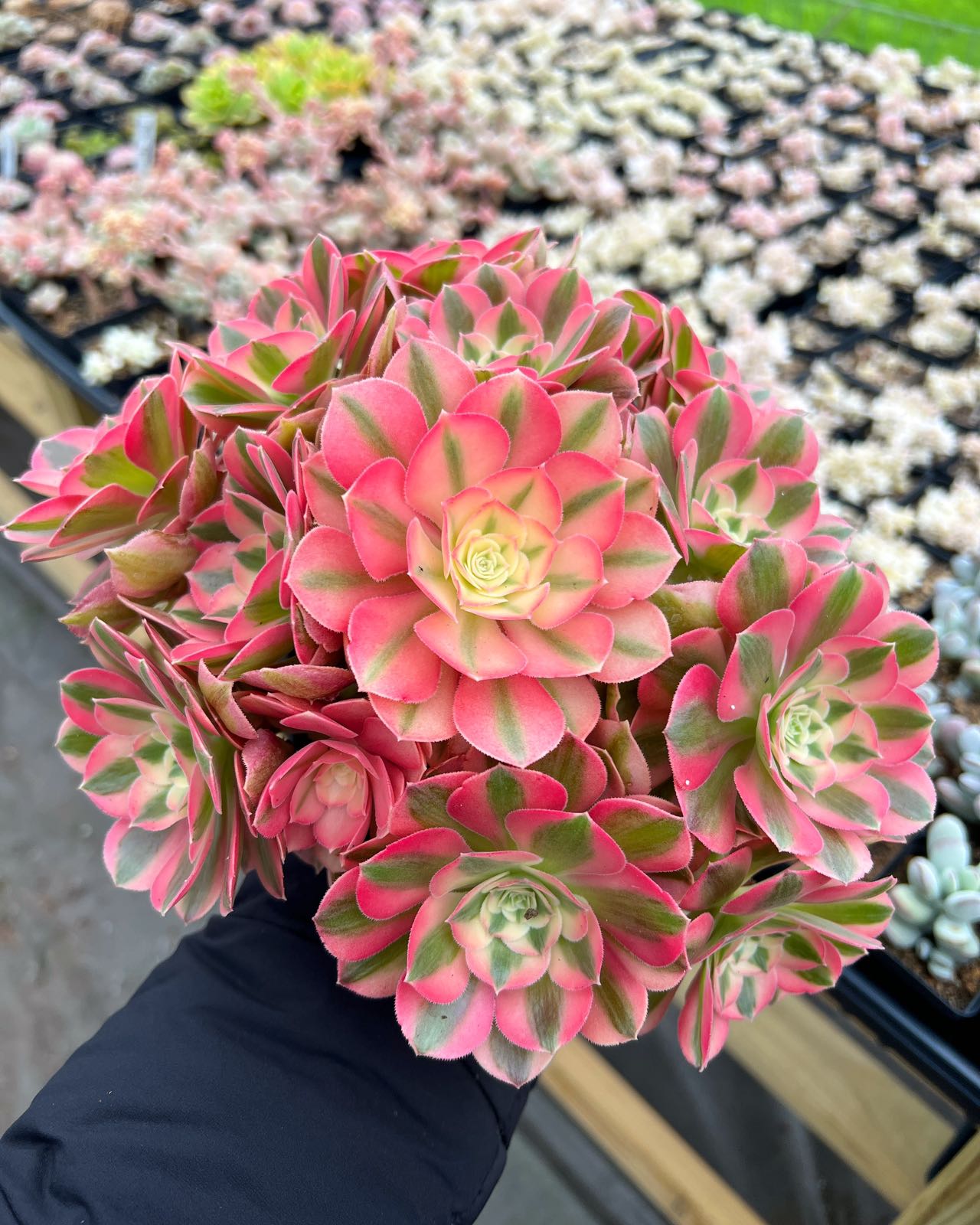 Aeonium Pink Witch - April Farm/Rare Succulents