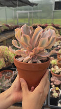 Load and play video in Gallery viewer, Echeveria &#39;Liberia&#39; Variegated Cluster (1) - April Farm/Rare Succulent

