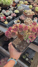 Load and play video in Gallery viewer, Aeonium Bonsai Pink Witch Crested (1) - April Farm/Rare Succulent
