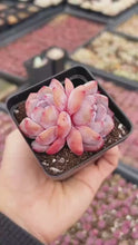 Load and play video in Gallery viewer, Echeveria Pink Monroe - April Farm/Rare Succulents
