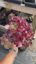 Load and play video in Gallery viewer, Aeonium Bonsai Lustrous Yarn (1) - April Farm/Rare Succulent
