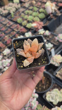 Load and play video in Gallery viewer, Haworthia Orange Variegated Retusa (1) - April Farm/Rare Succulents
