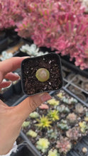 Load and play video in Gallery viewer, Conophytum burgeri (one mini plant 0.5-1cm 3.5years) - April Farm/Rare Succulents