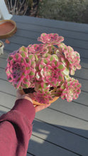 Load and play video in Gallery viewer, Aeonium Bonsai Pink Witch Cluster (1) - April Farm/Rare Succulent
