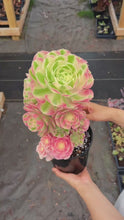 Load and play video in Gallery viewer, Aeonium Pink Witch Bouquet Tree (1) - April Farm/Rare Succulent

