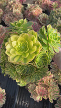 Load and play video in Gallery viewer, Aeonium Halloween Milky White - April Farm/Rare Succulents