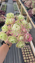 Load and play video in Gallery viewer, Aeonium Pink Witch Giant Bouquet (2) - April Farm/Rare Succulent
