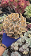 Load and play video in Gallery viewer, Echeveria &#39;Liberia&#39; Variegated (1) - April Farm/Rare Succulent
