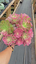 Load and play video in Gallery viewer, Aeonium Pink Witch Giant Bouquet (3) - April Farm/Rare Succulent
