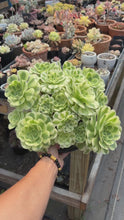 Load and play video in Gallery viewer, Aeonium Variegated Green Emerald Extra Large Bouquet (3) - April Farm/Rare Succulent

