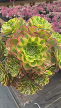 Load and play video in Gallery viewer, Aeonium Halloween Milky White Extra Large Cluster (2) - April Farm/Rare Succulent
