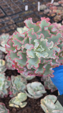 Load and play video in Gallery viewer, Echeveria Aquarius frills - April Farm/Rare Succulents
