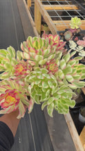 Load and play video in Gallery viewer, Aeonium Pink Witch Bouquet (3) - April Farm/Rare Succulent