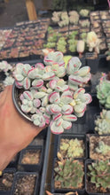 Load and play video in Gallery viewer, Rounded cotyledon orbiculata varigated large cluster (3) - April Farm/Rare Succulent

