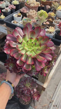 Load and play video in Gallery viewer, Aeonium Chanel Cluster (1) - April Farm/Rare Succulent
