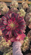 Load and play video in Gallery viewer, Aeonium Medusa - April Farm/Rare Succulents
