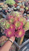 Load and play video in Gallery viewer, Aeonium Pink Witch Extra Large Bouquet (1) - April Farm/Rare Succulent
