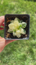 Load and play video in Gallery viewer, Haworthia variegated cooperi - April Farm/Rare Succulents