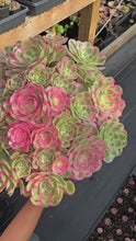 Load and play video in Gallery viewer, Aeonium Pink Witch Massive Bouquet (1) - April Farm
