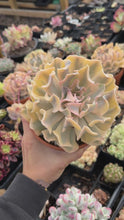 Load and play video in Gallery viewer, Echeveria &#39;Liberia&#39; Variegated (3) - April Farm/Rare Succulent
